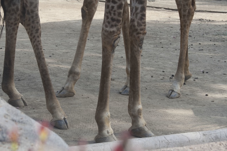 316-5563 San Diego Zoo - Giraffes.jpg